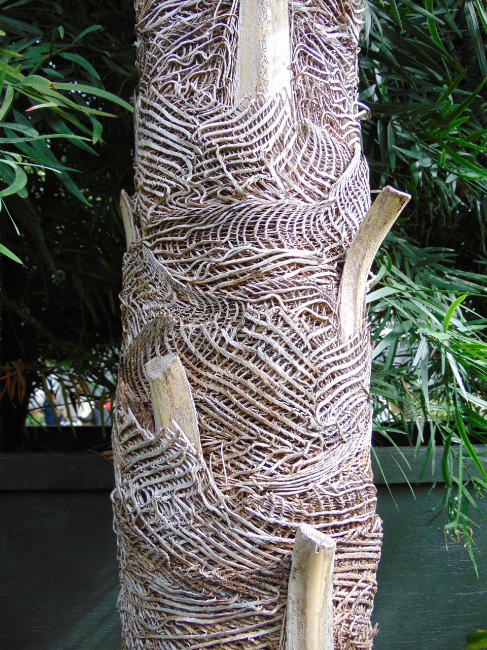 Coccothrinax miraguama