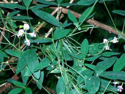 Variable glycine