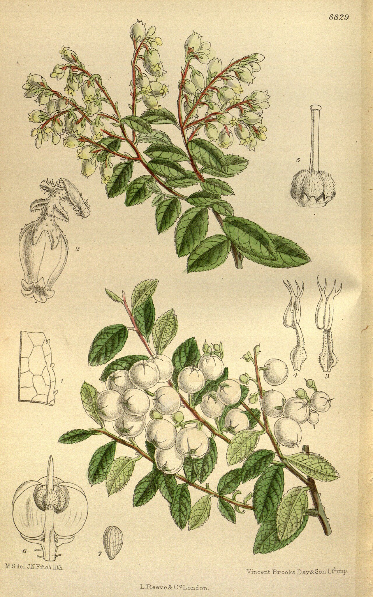 Gaultheria cuneata