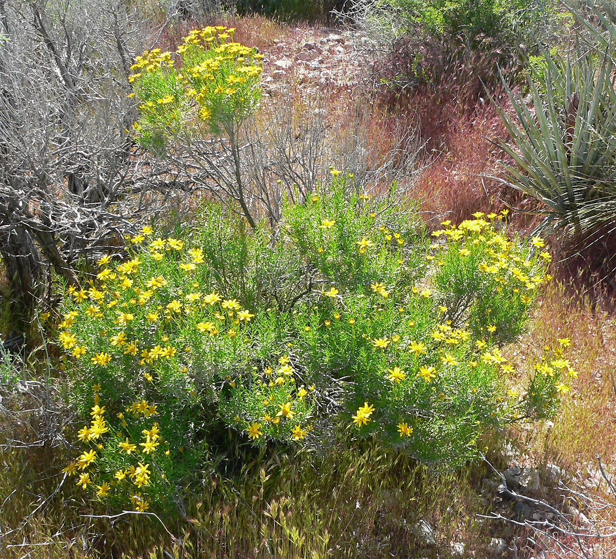 Ericameria linearifolia