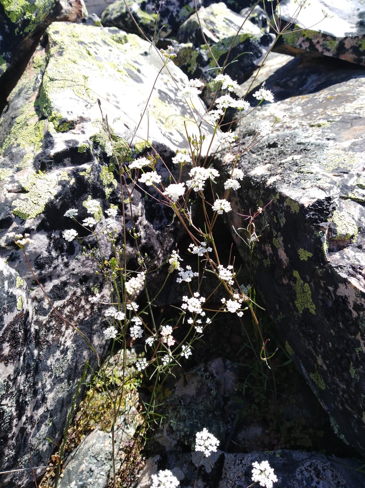 Conopodium bunioides