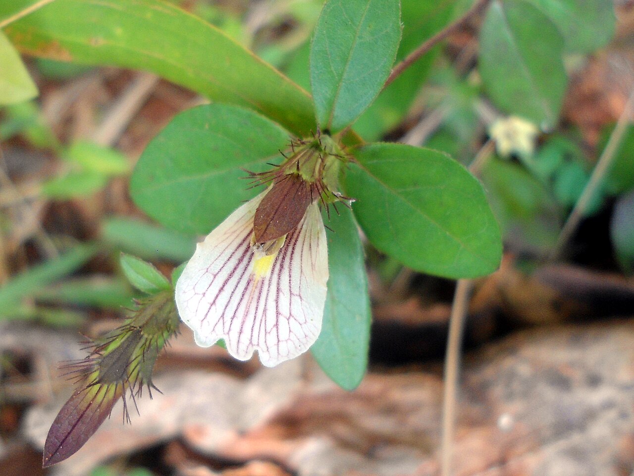 Blepharis maderaspatensis