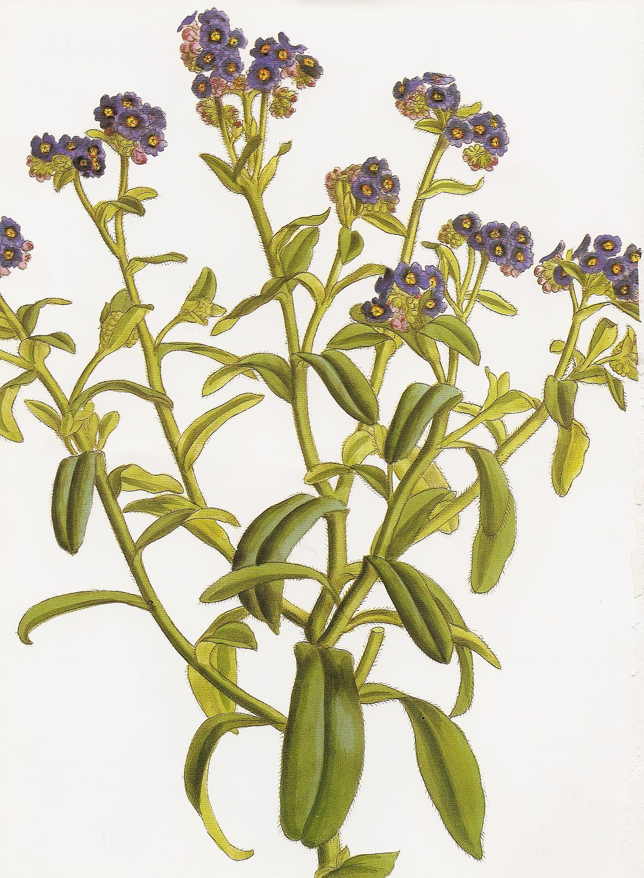 Myosotis azorica