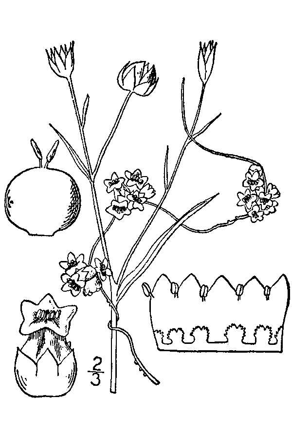Cuscuta epilinum