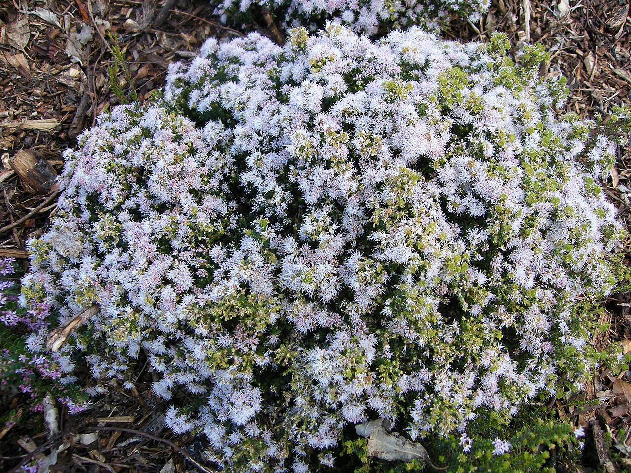 Agathosma serpyllacea