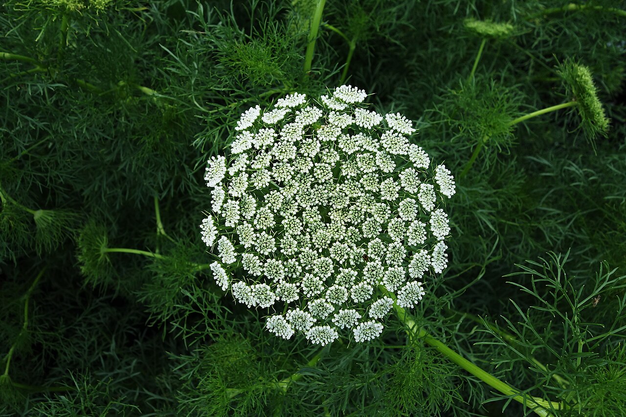 Ammi visnaga