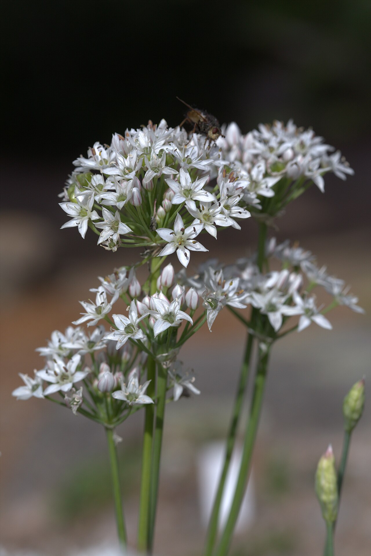 Allium barsczewskii