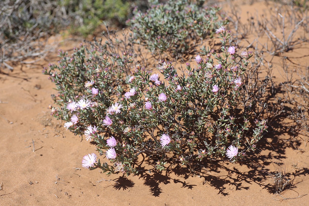 Lampranthus suavissimus