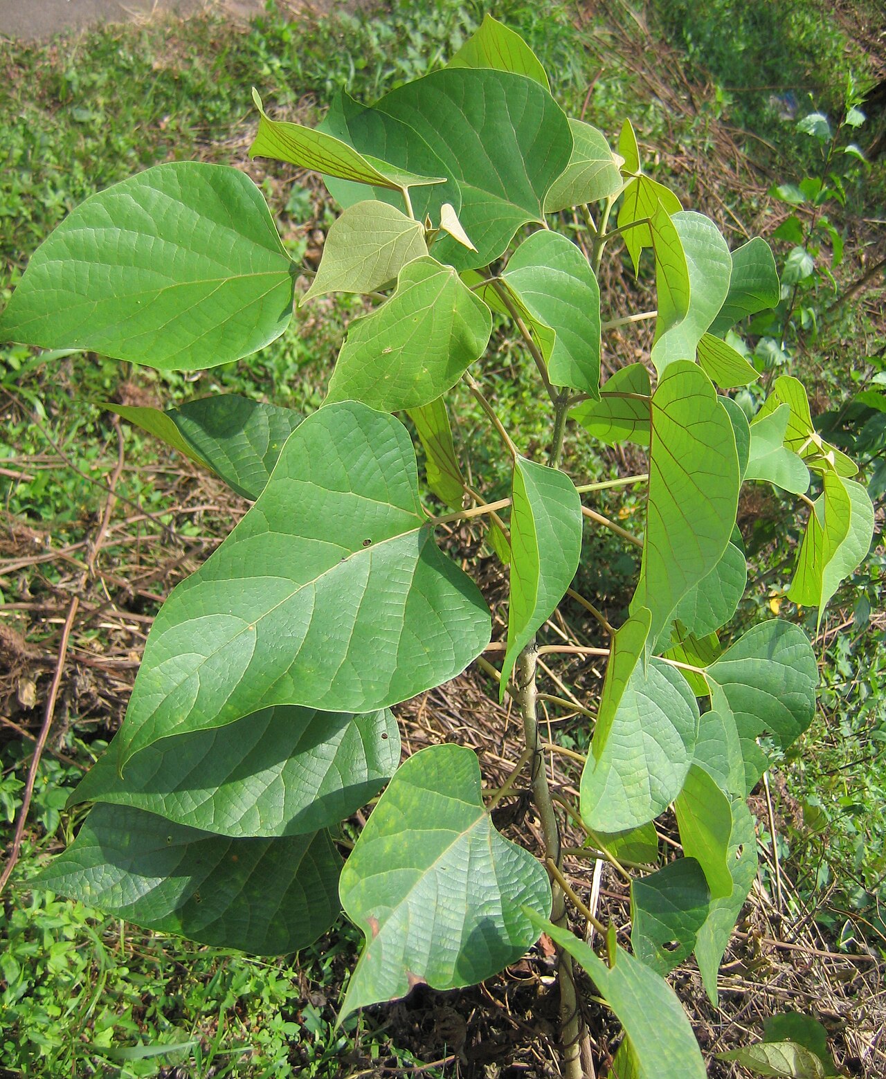 Gmelina arborea