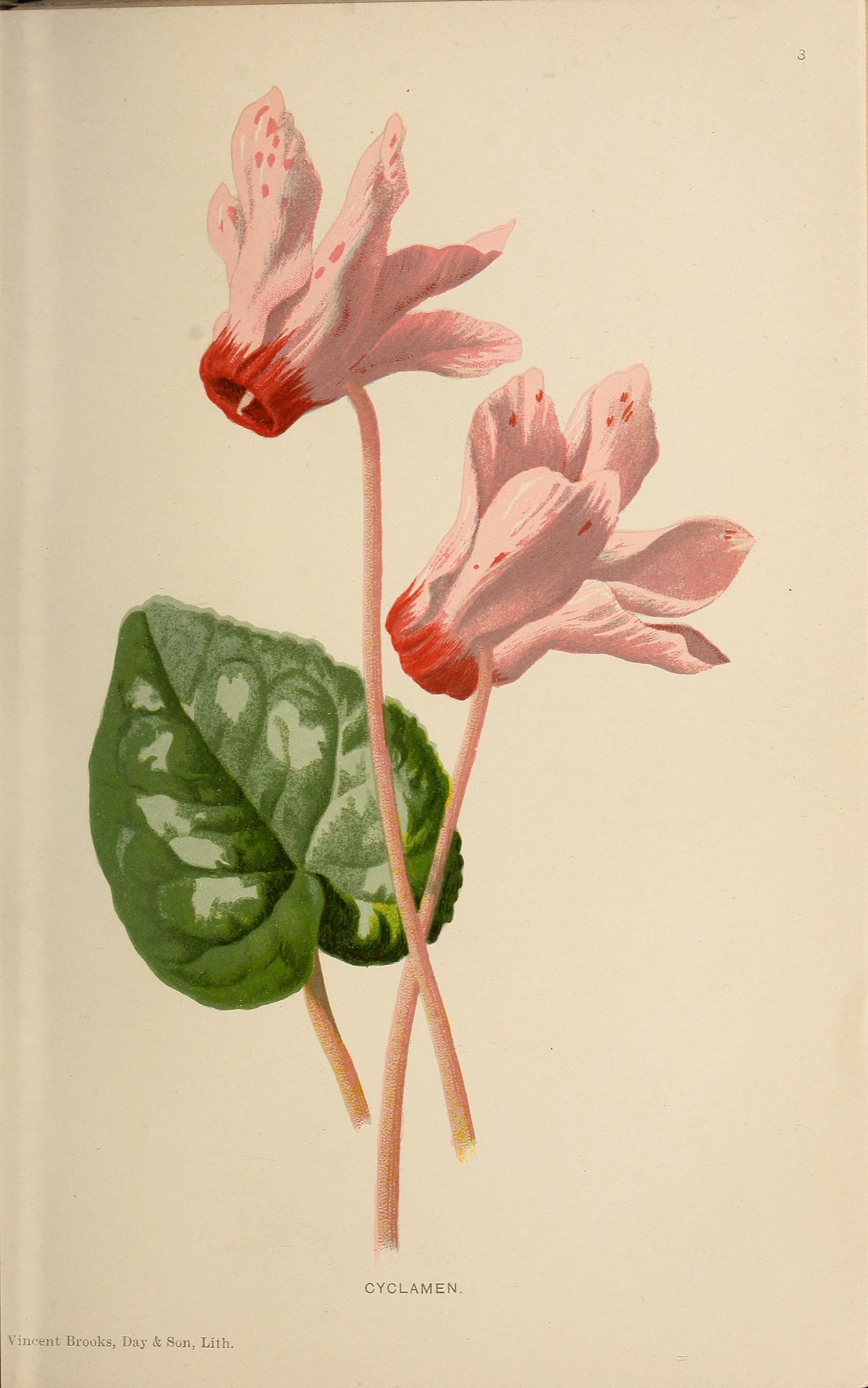Brunsvigia coranica