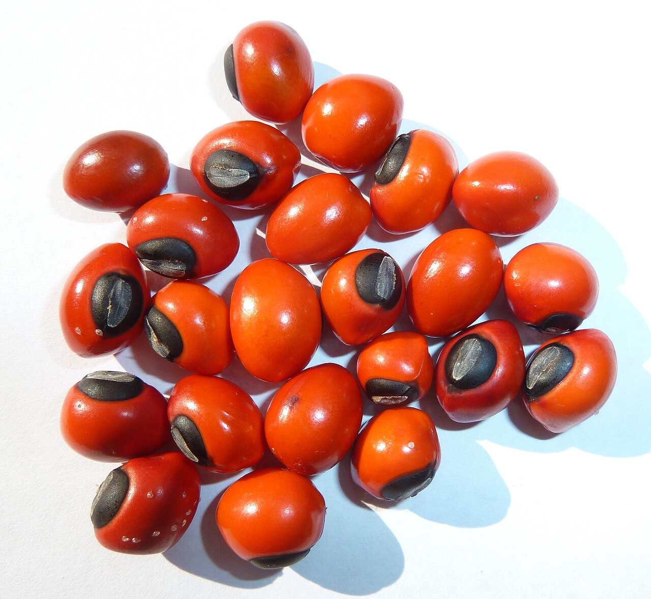 Erythrina latissima
