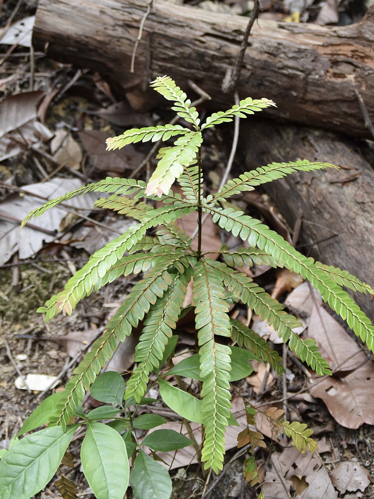 Anisophyllea disticha