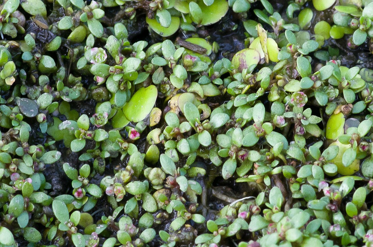 Elatine hexandra