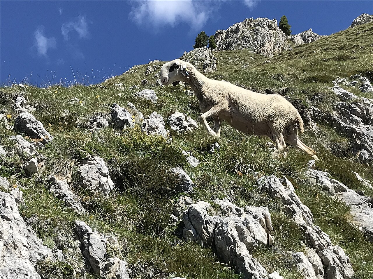 Villnösser Brillenschaf