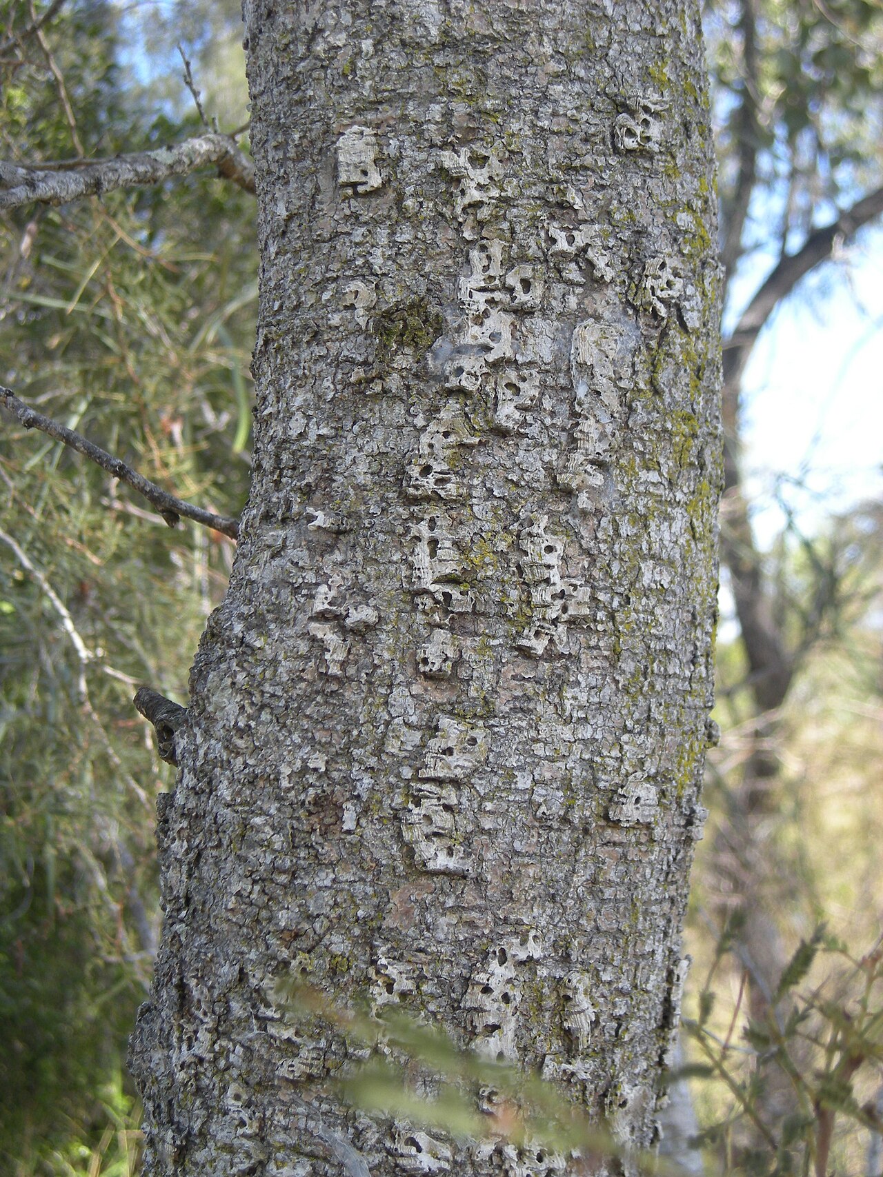 Vachellia bidwillii