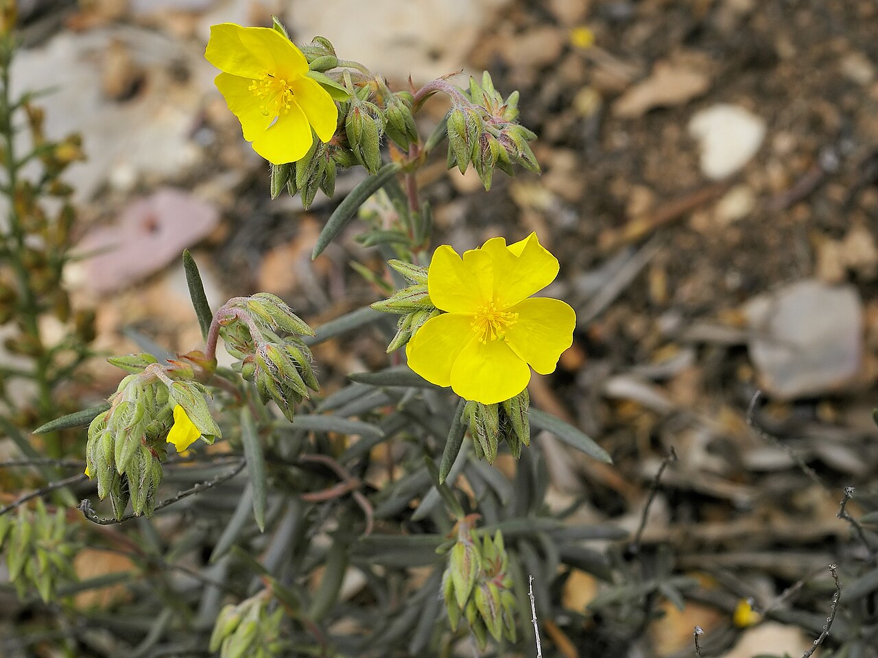 Helianthemum syriacum
