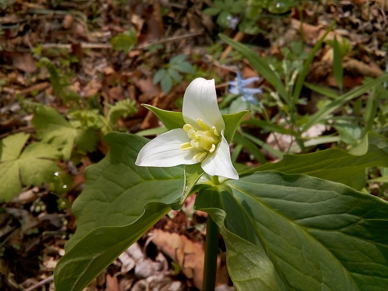 Trillium komarovii