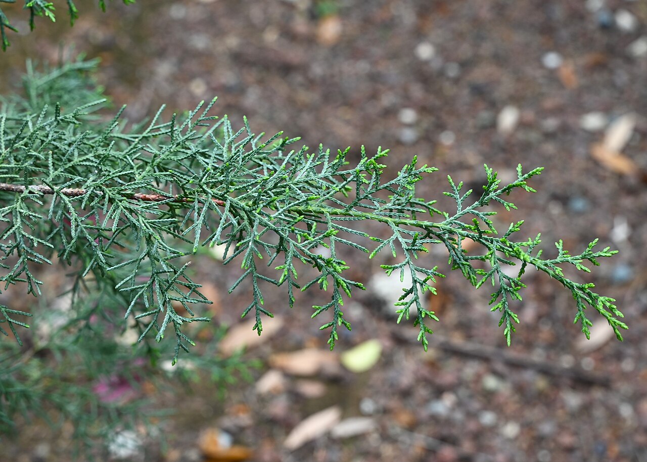 Cupressus goveniana