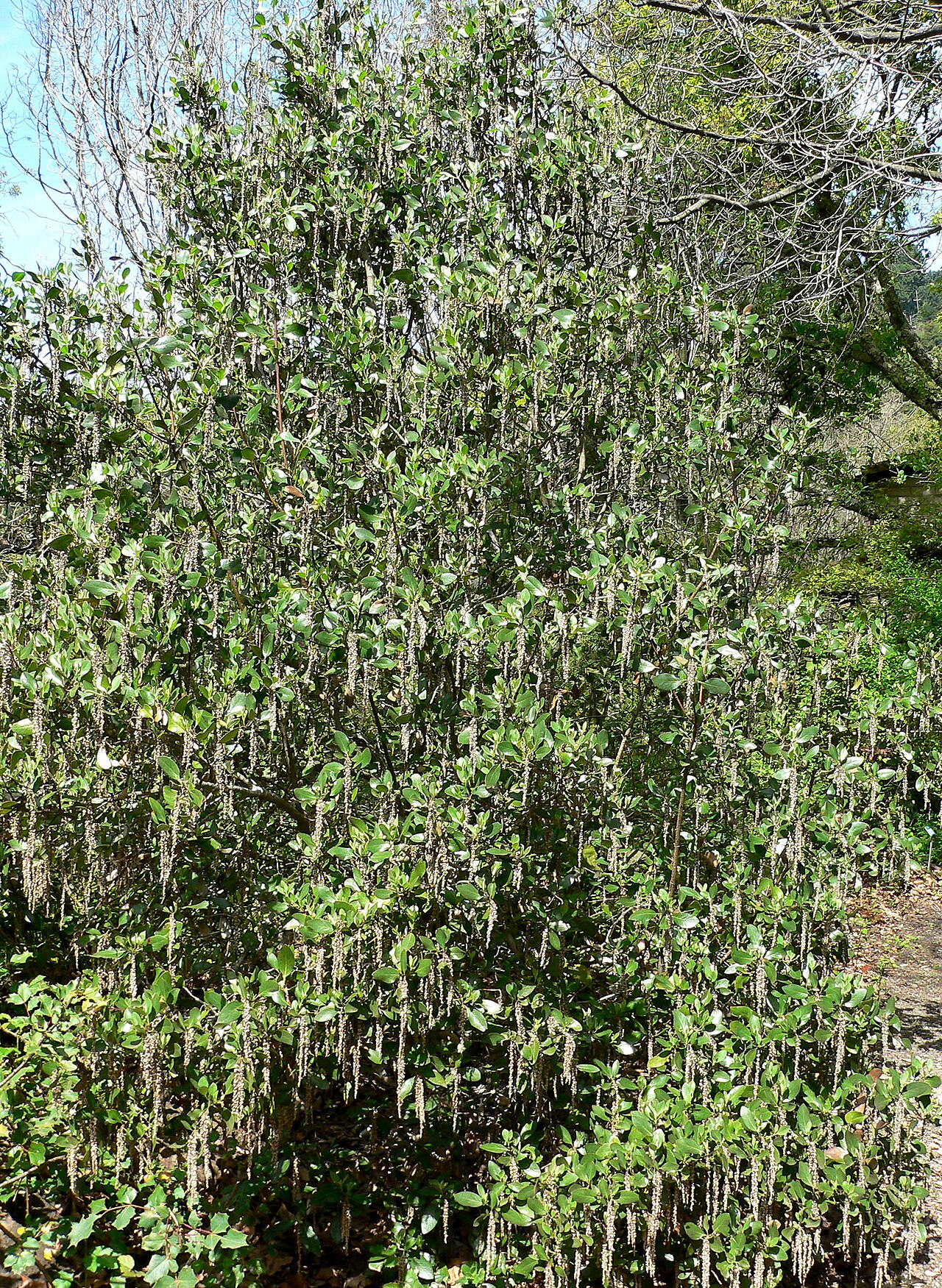 Garrya buxifolia
