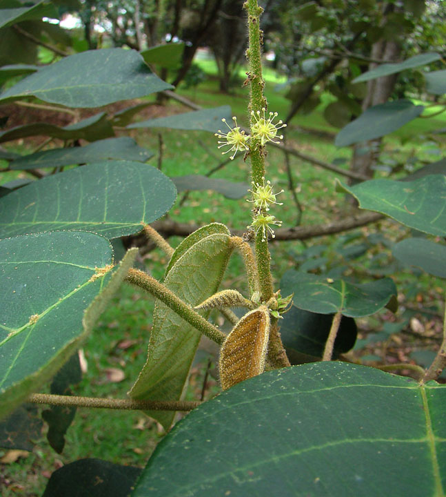 Croton bogotanus