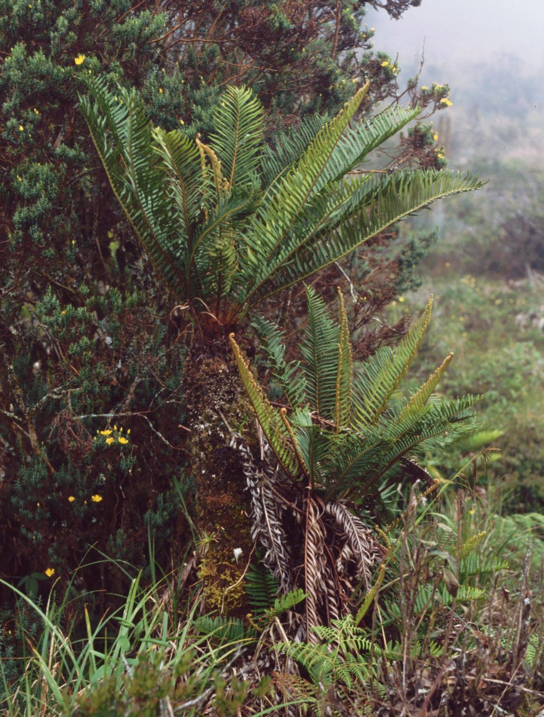 Blechnum auratum