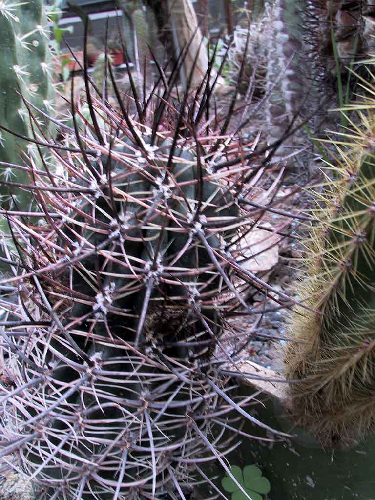 Eriosyce strausiana