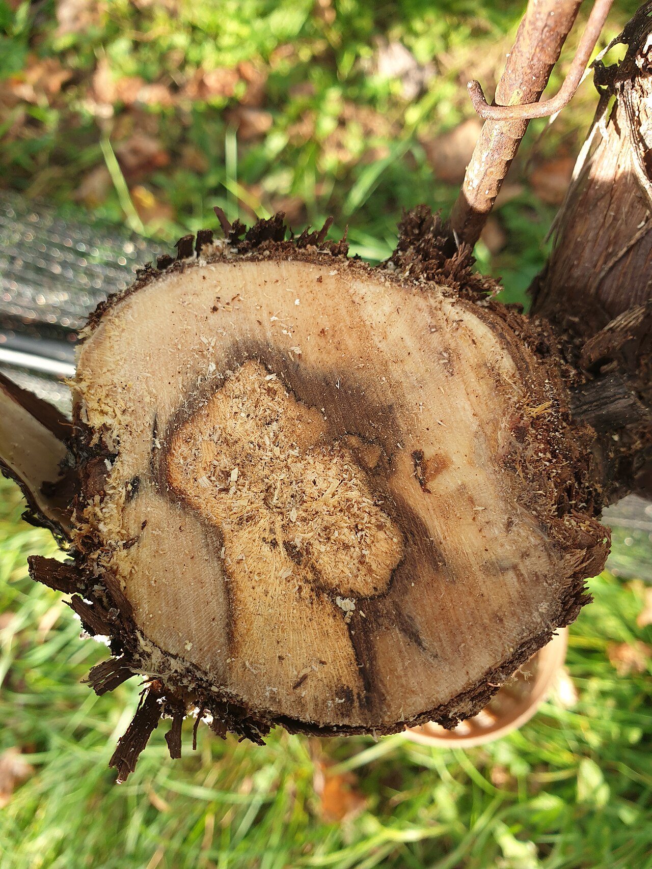 Fomitiporia mediterranea