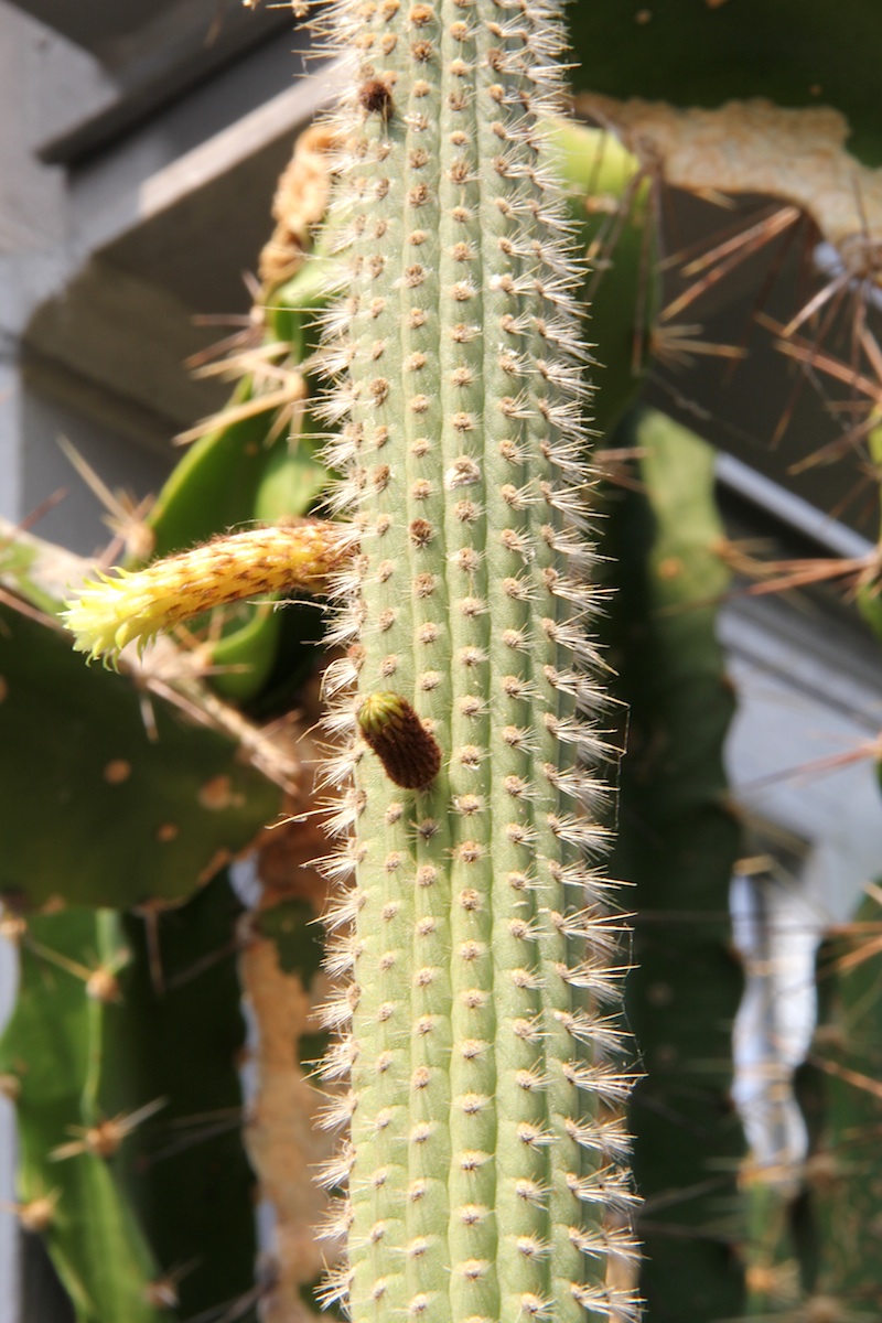 Cleistocactus palhuayensis