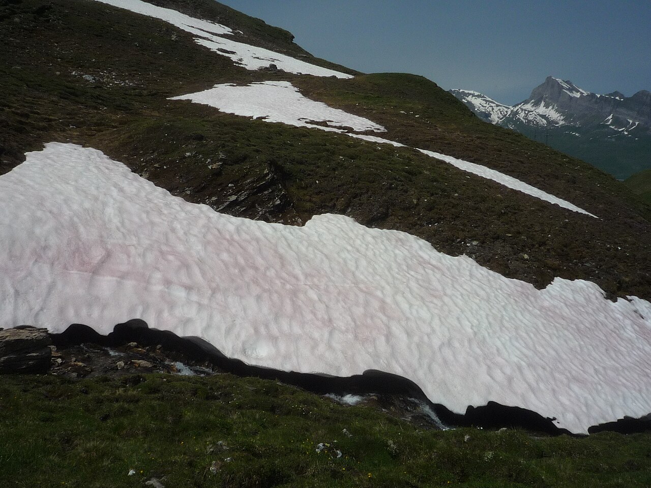 Snow algae