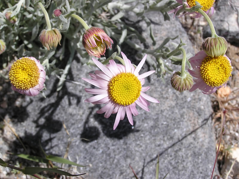 Erigeron parishii