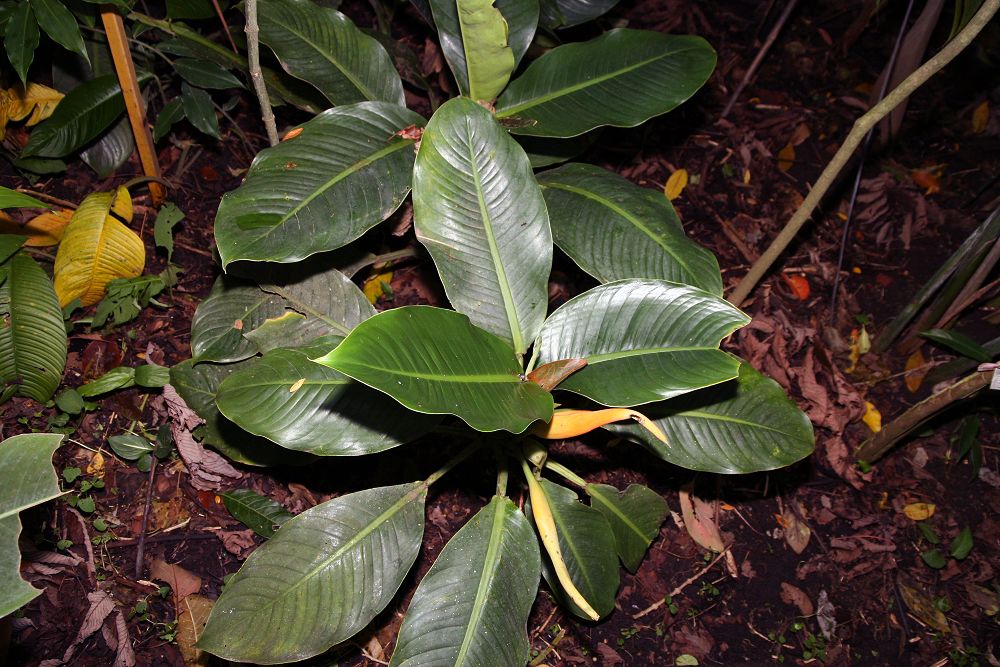 Costus montanus