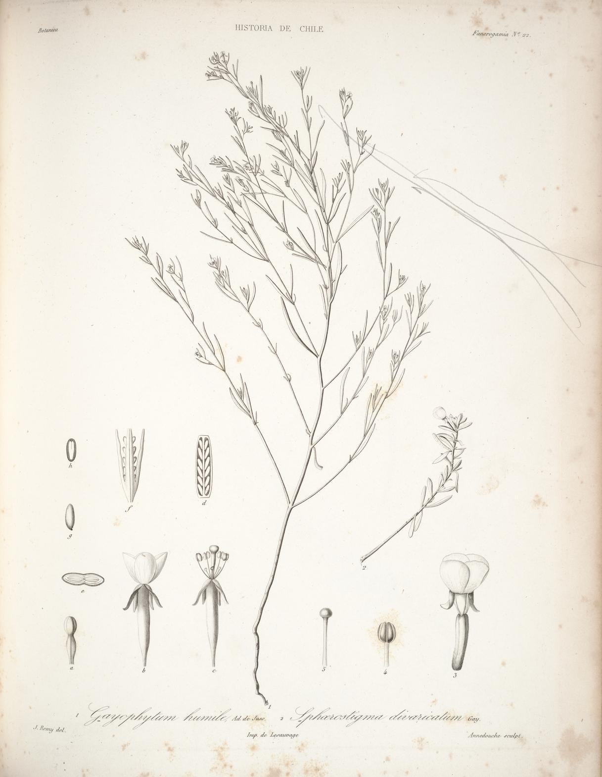 Gayophytum humile