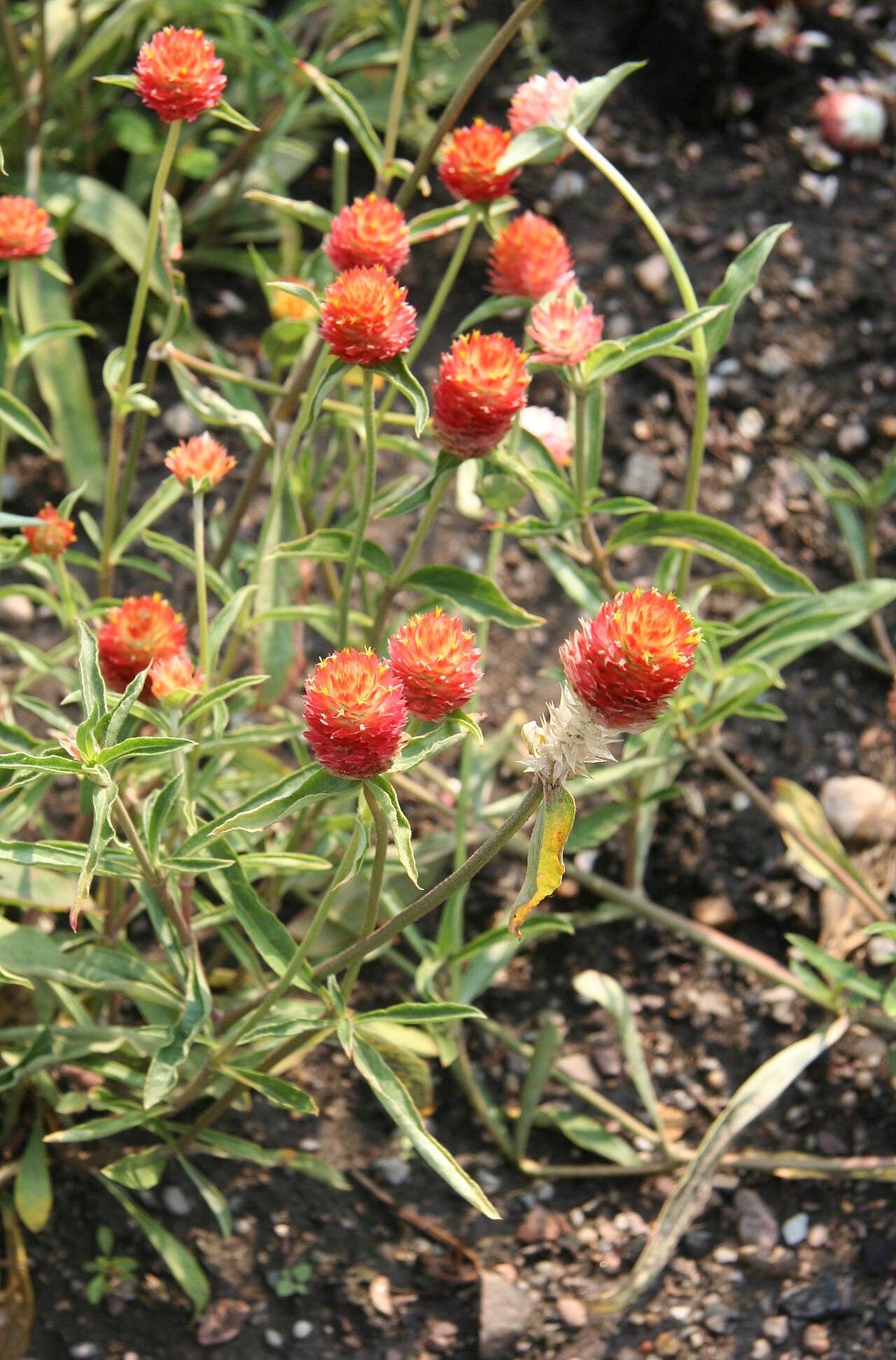 Gomphrena haageana