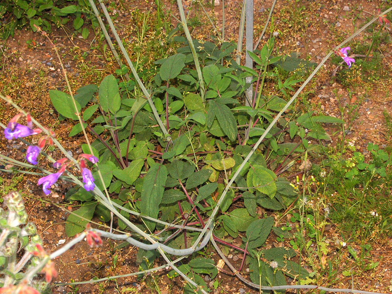 Salvia ringens
