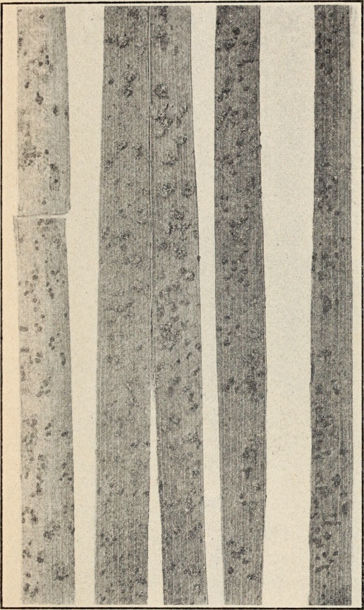 Graphiola phoenicis