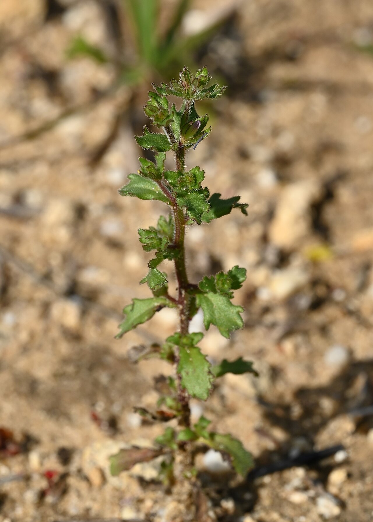 Campanula erinus