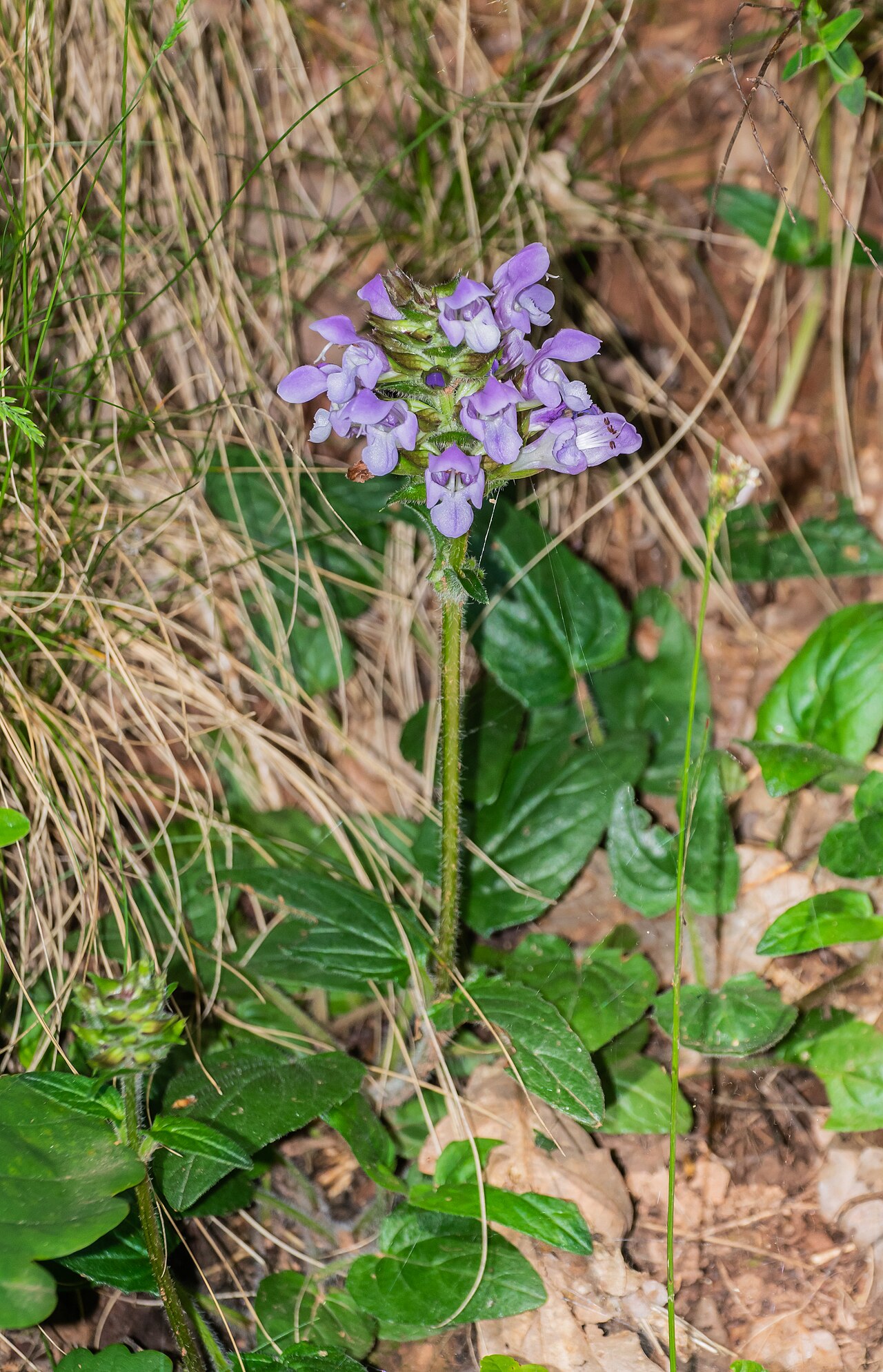 Prunella grandiflora