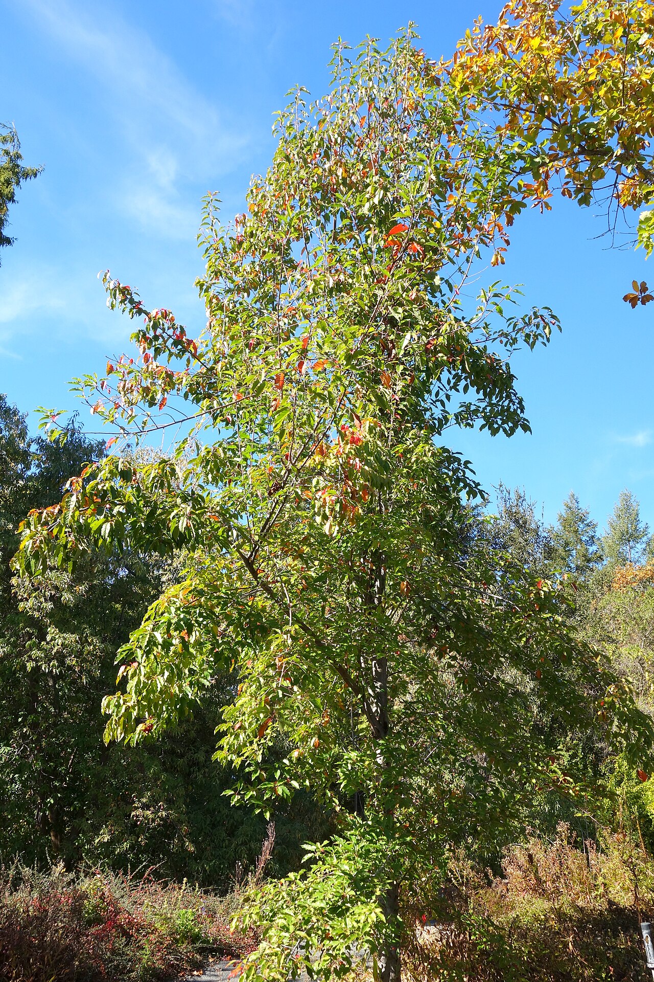 Malus formosana