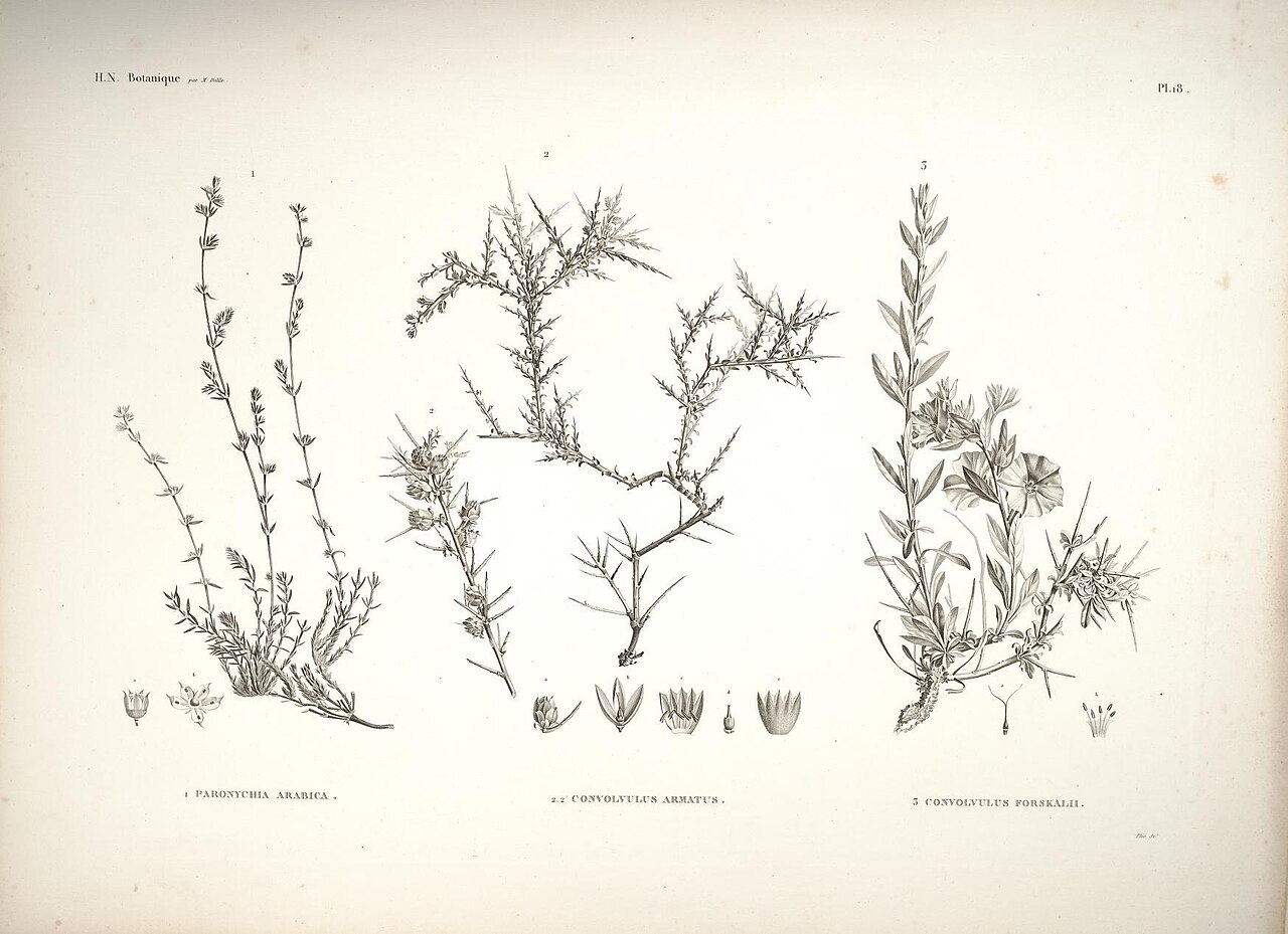 Convolvulus hystrix