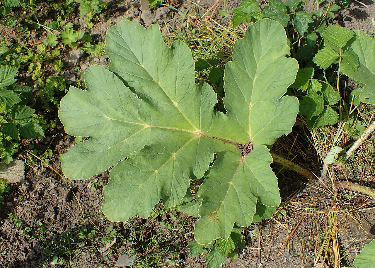 Heracleum leskovii