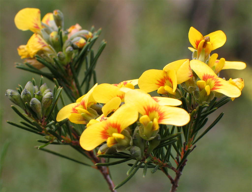 Dillwynia glaberrima