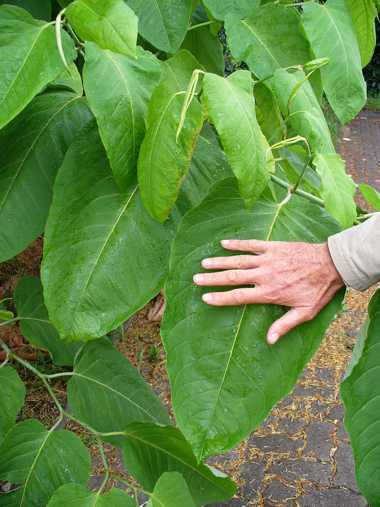 Fallopia sachalinensis