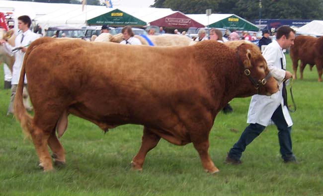 South Devon cattle