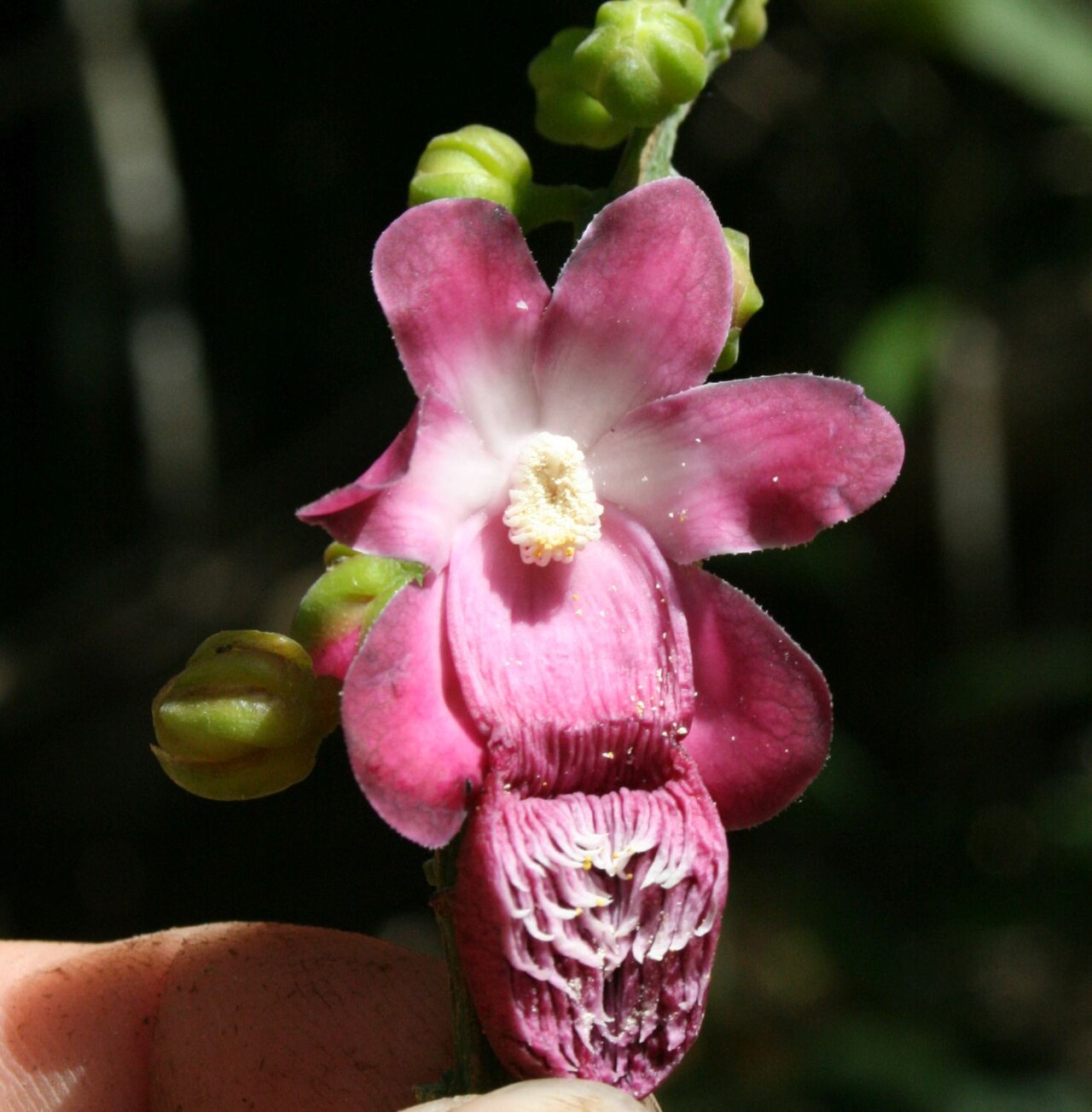 Lecythis corrugata