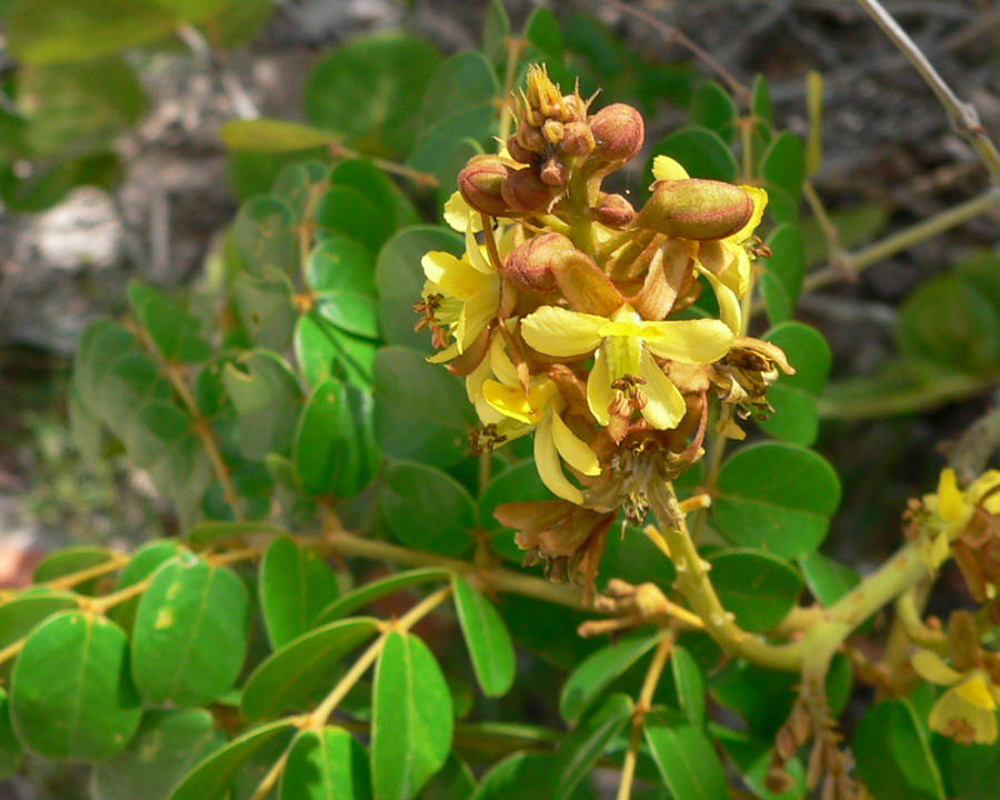 Caesalpinia bonduc