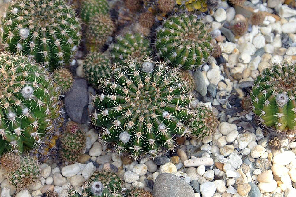 Echinopsis hammerschmidii
