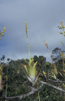 Powdery strap airplant or the lantern of