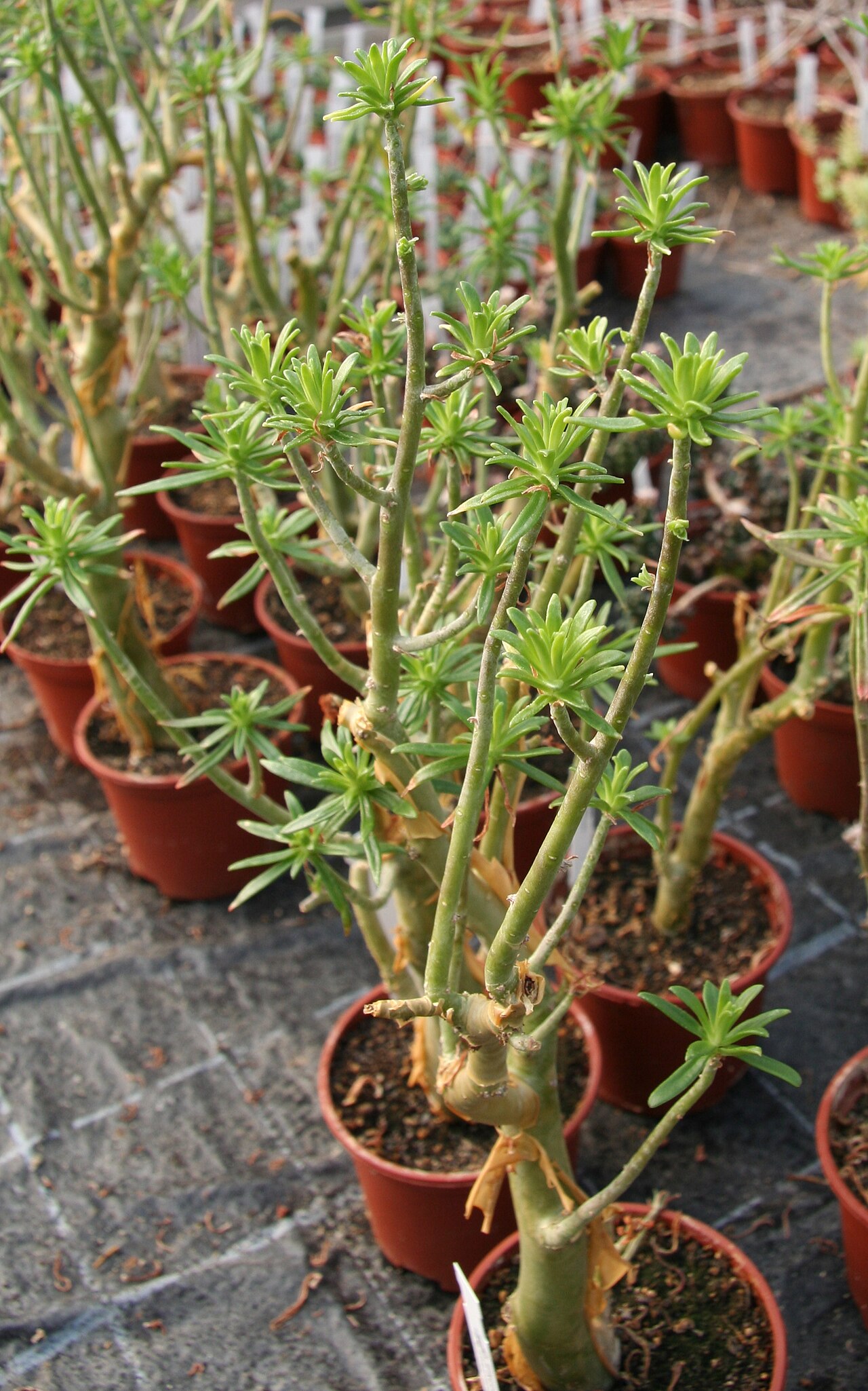 Sedum frutescens