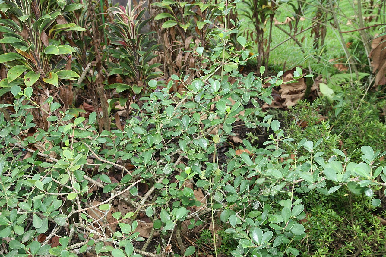 Clusia minor