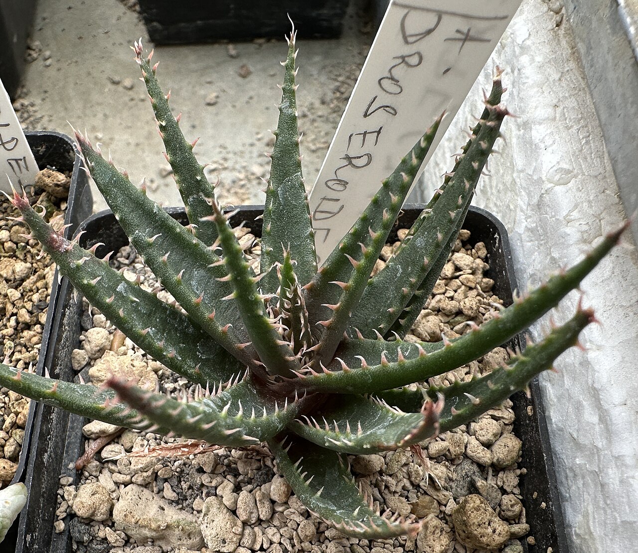 Aloe droseroides